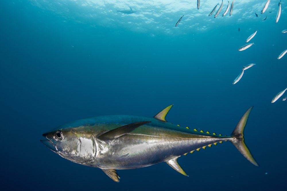 Yellowfin Tuna Oceana