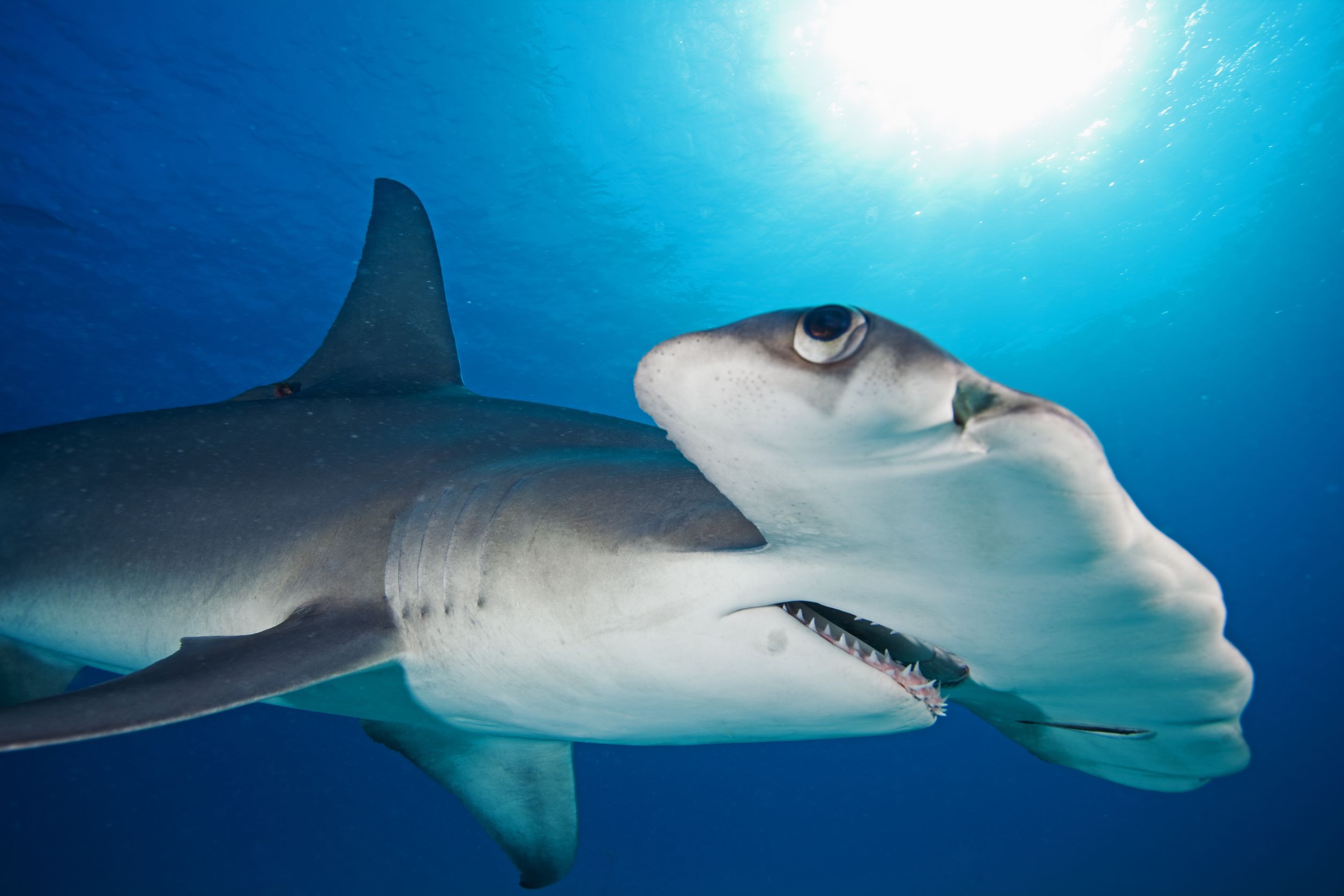 Watch: Why sharks face an ‘exceptionally high risk of extinction’ - Oceana