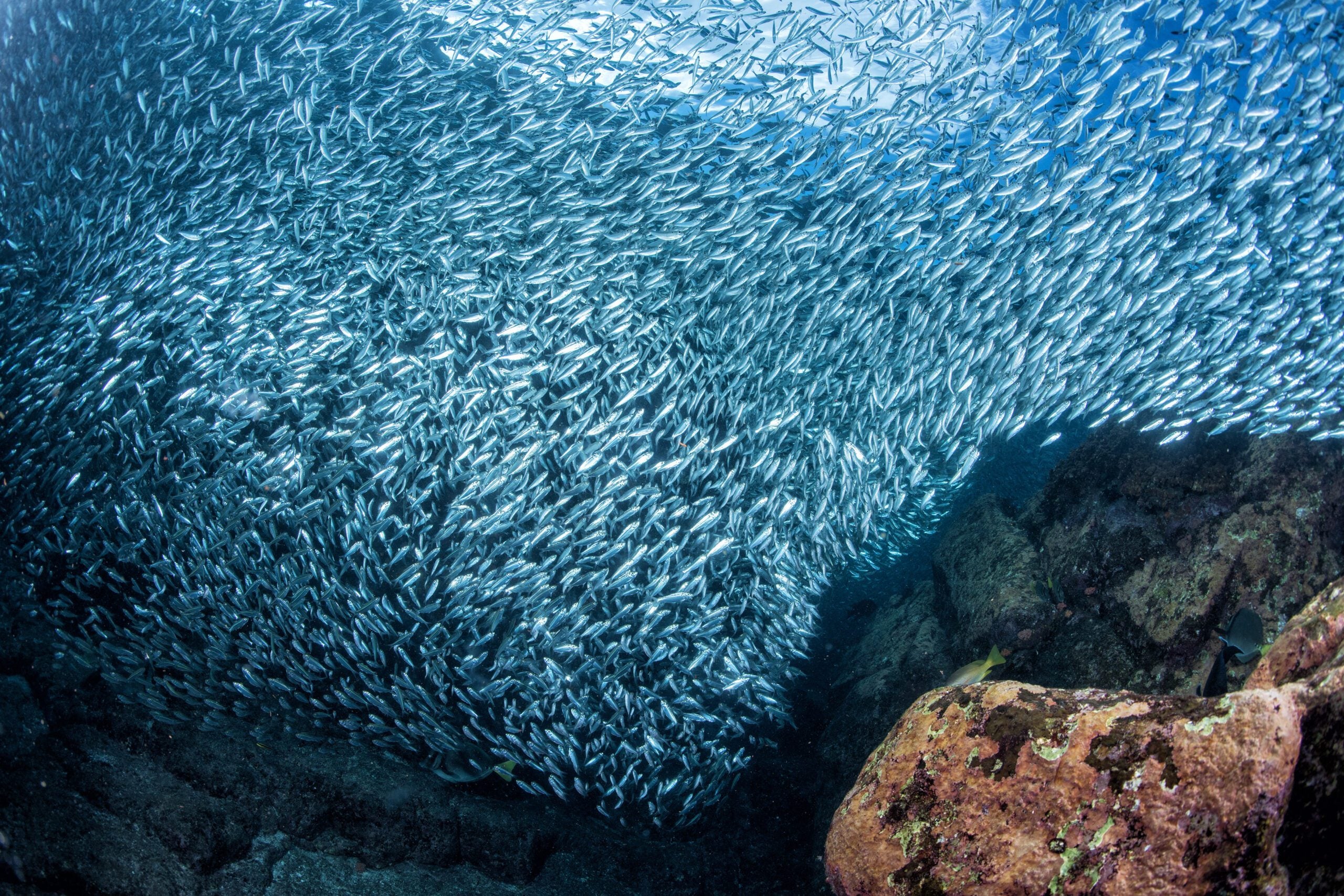 A school of delicious, healthy, and sustainable sardines. 