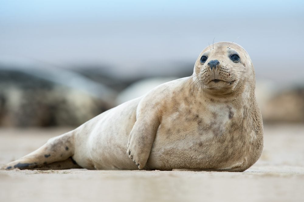 Caring for grey seals