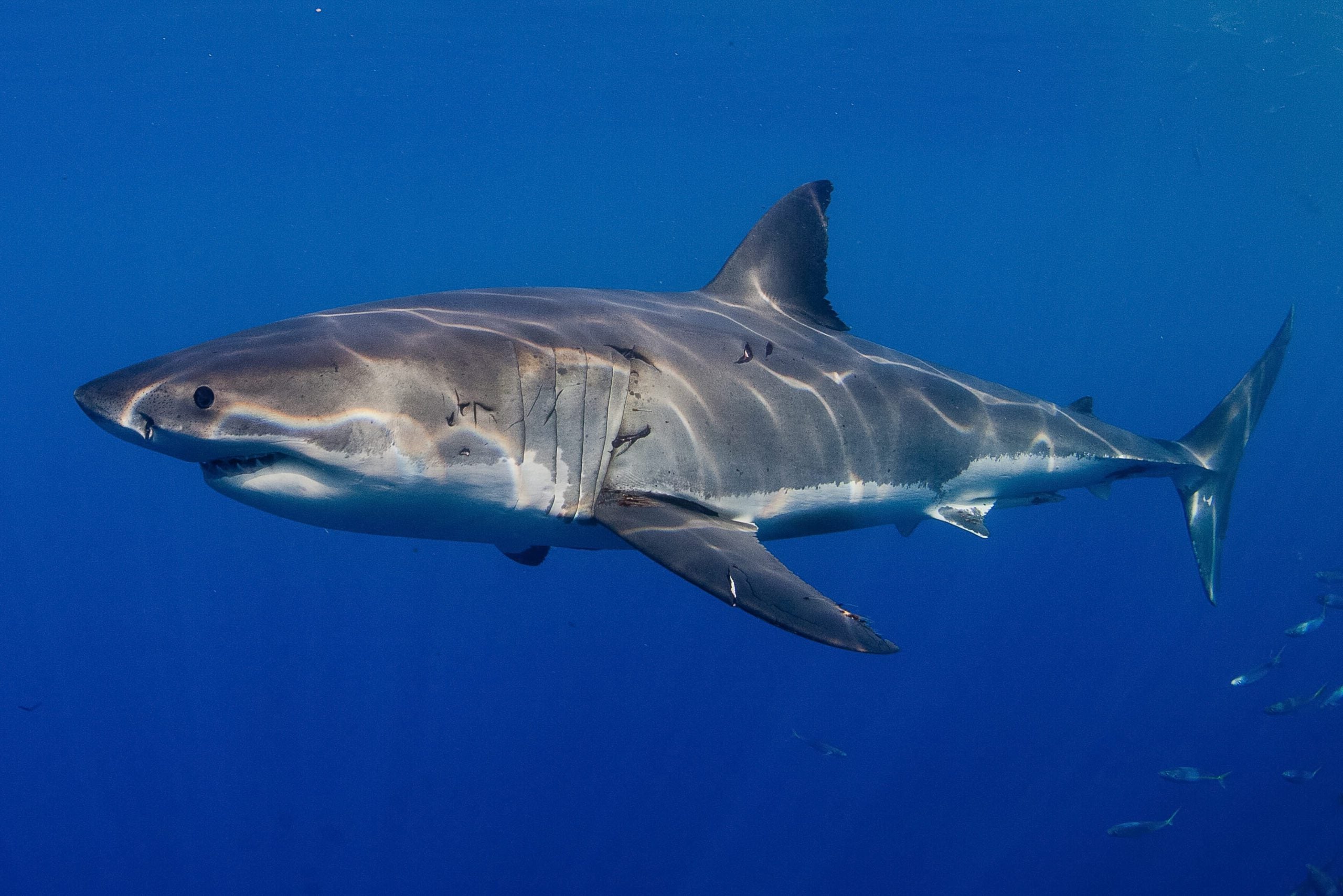 Great White Shark Life Cycle Diagram