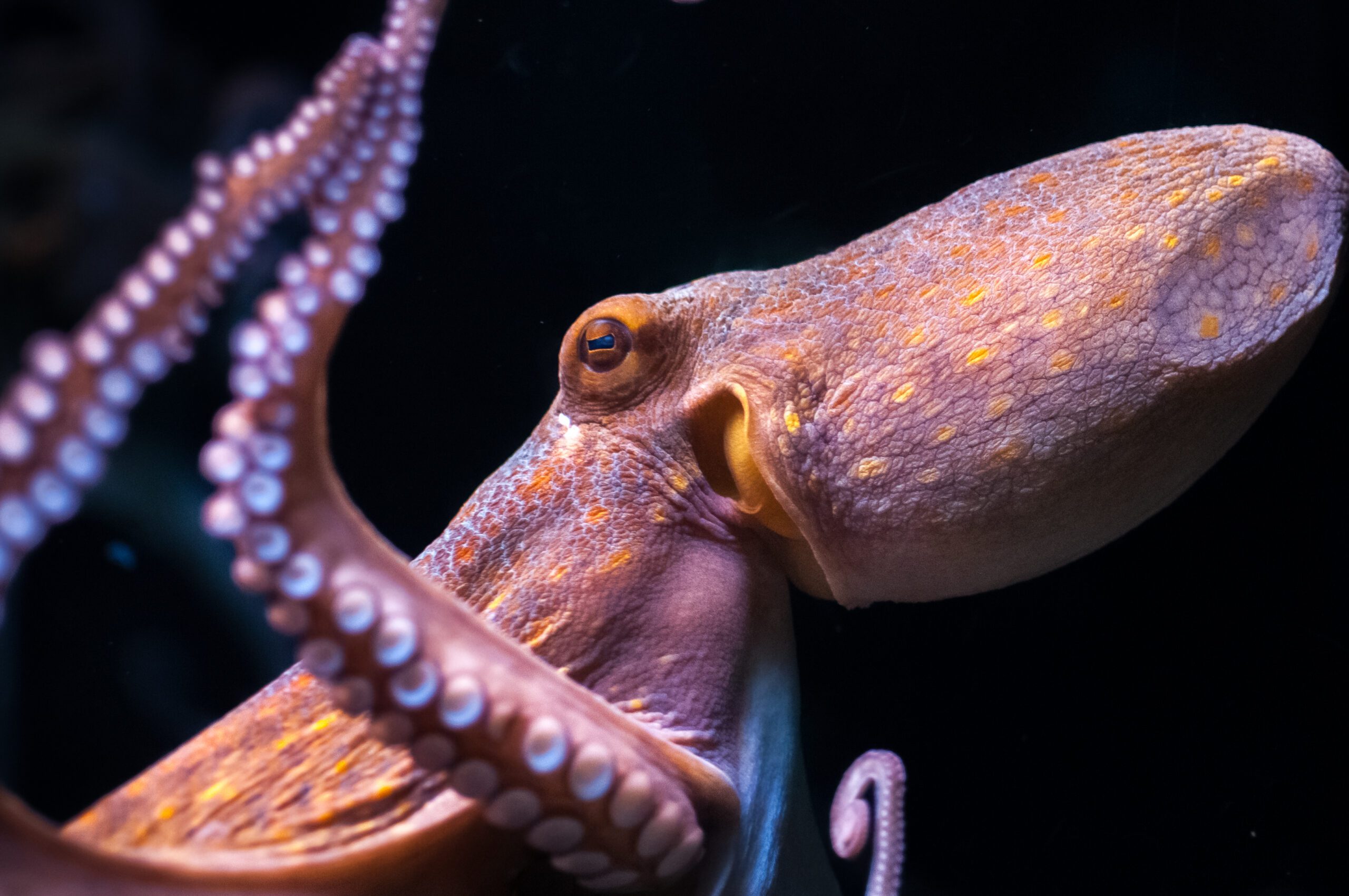 Guppy Love: 5 of the Weirdest Ways Marine Animals Reproduce - Oceana