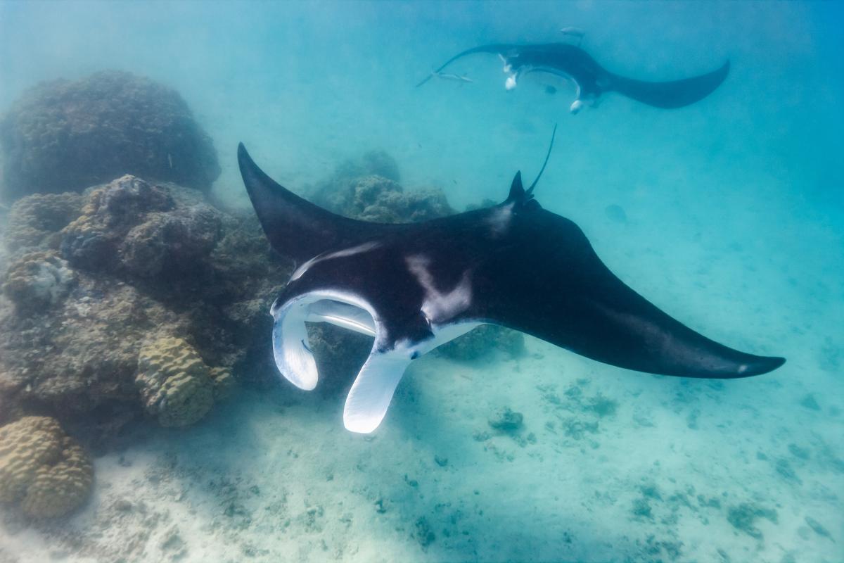 A pair of manta rays swim by rocky structure