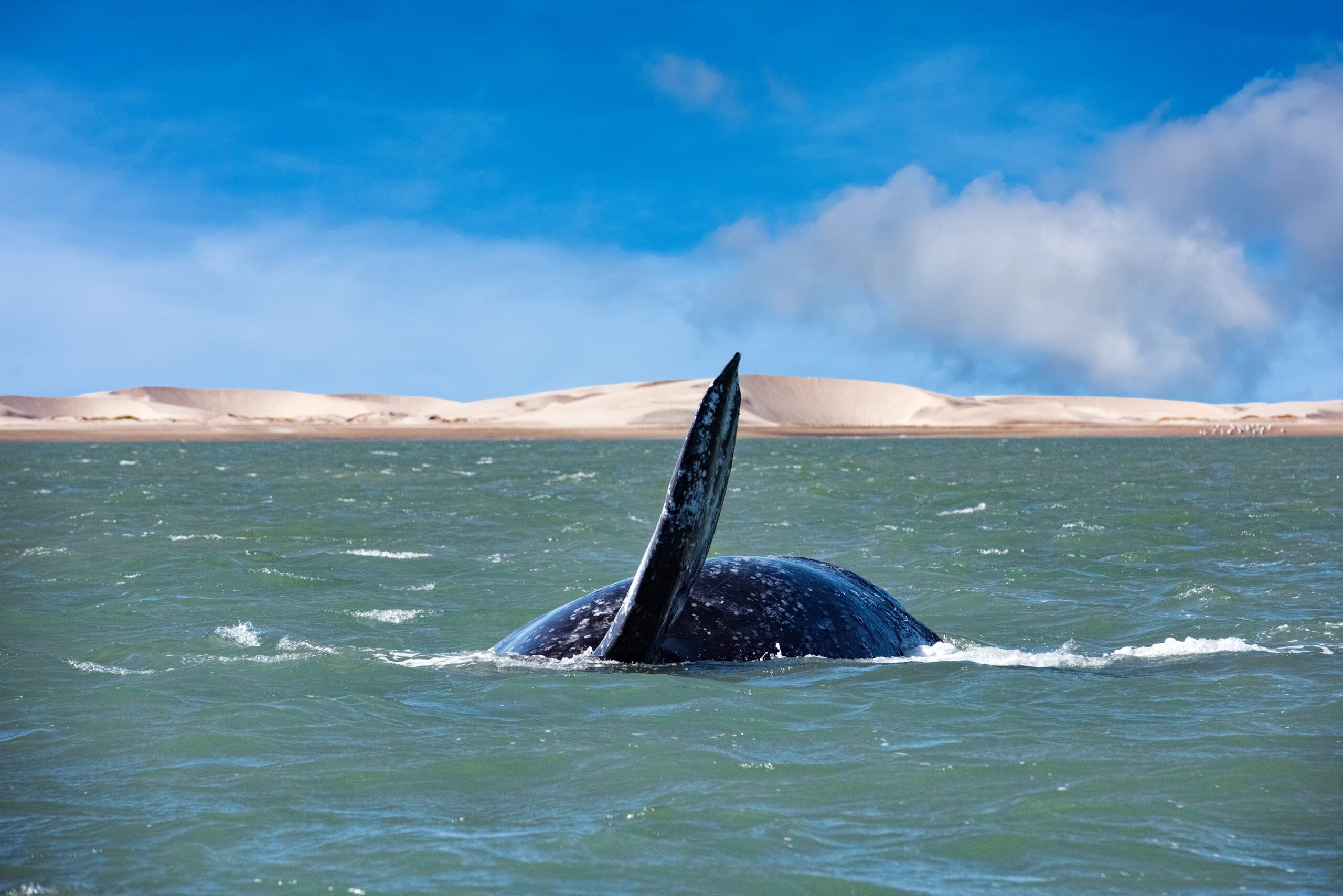 Grey whale перевод. Кит иди жить жизнь. Кит поднялся жить жизнь