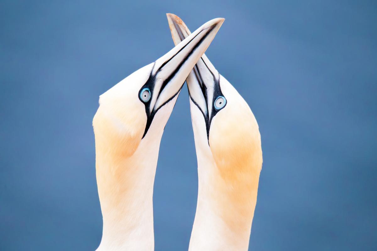 4 Extreme Adaptations that Make Seabirds the Masters of Sea and Sky