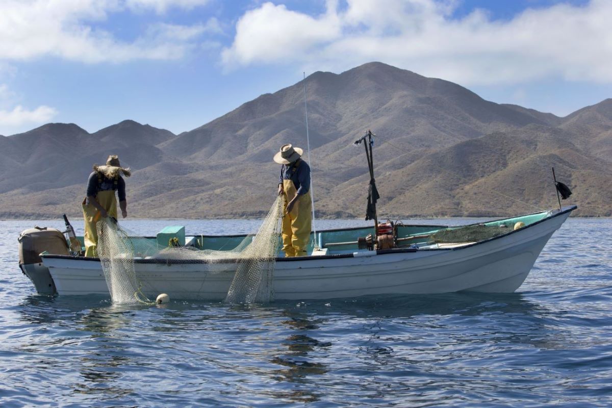 830+ Mexico Commercial Fishing Stock Photos, Pictures & Royalty