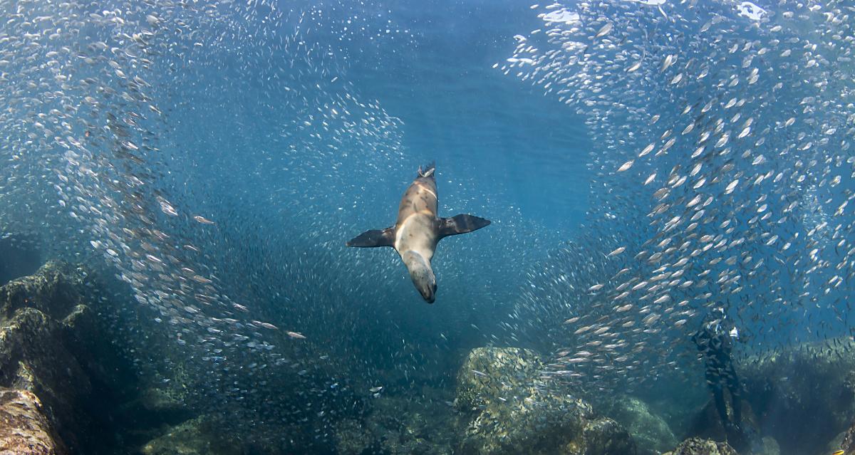 Tiny but mighty important: What a small fish can tell you about