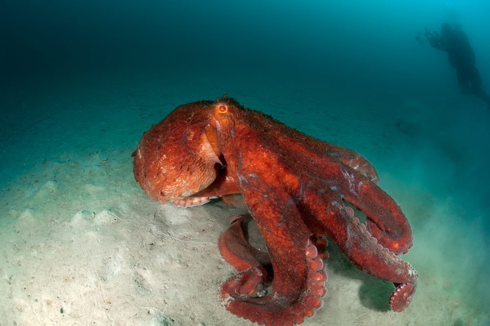 Giant Pacific Octopus - Oceana