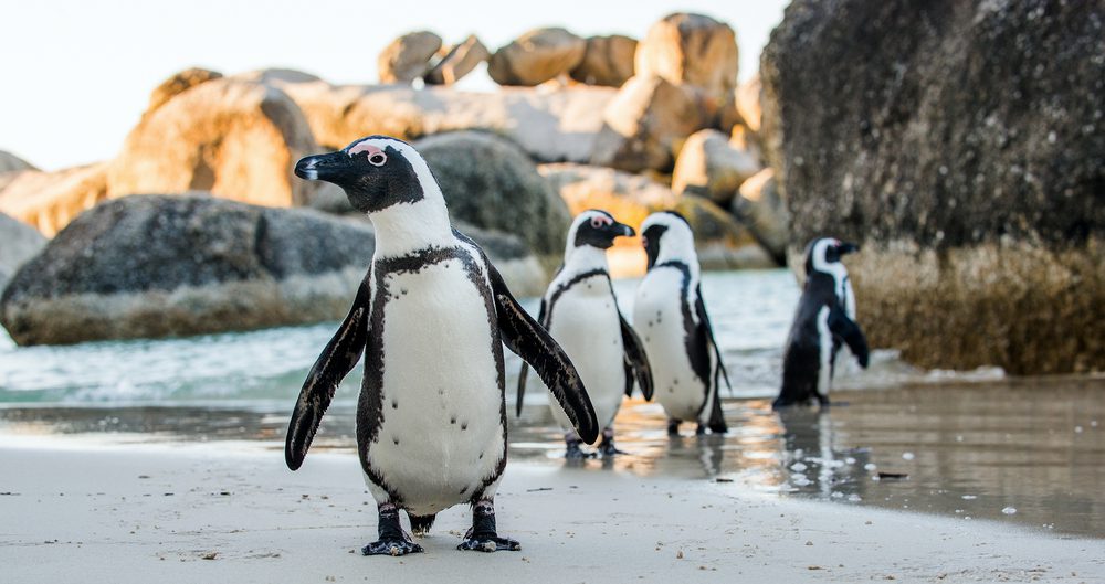 The Top 5 Threats to Penguins – And What You Can Do to Help | Oceana