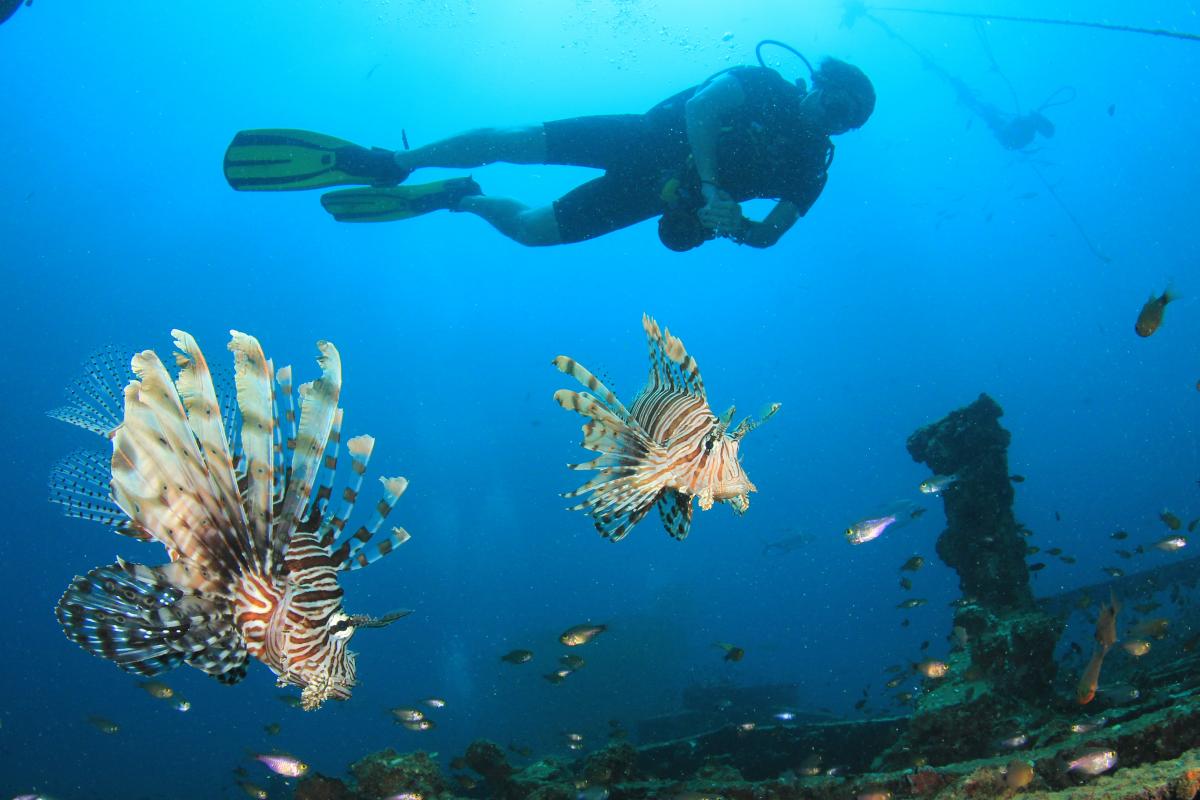 lionfish eating