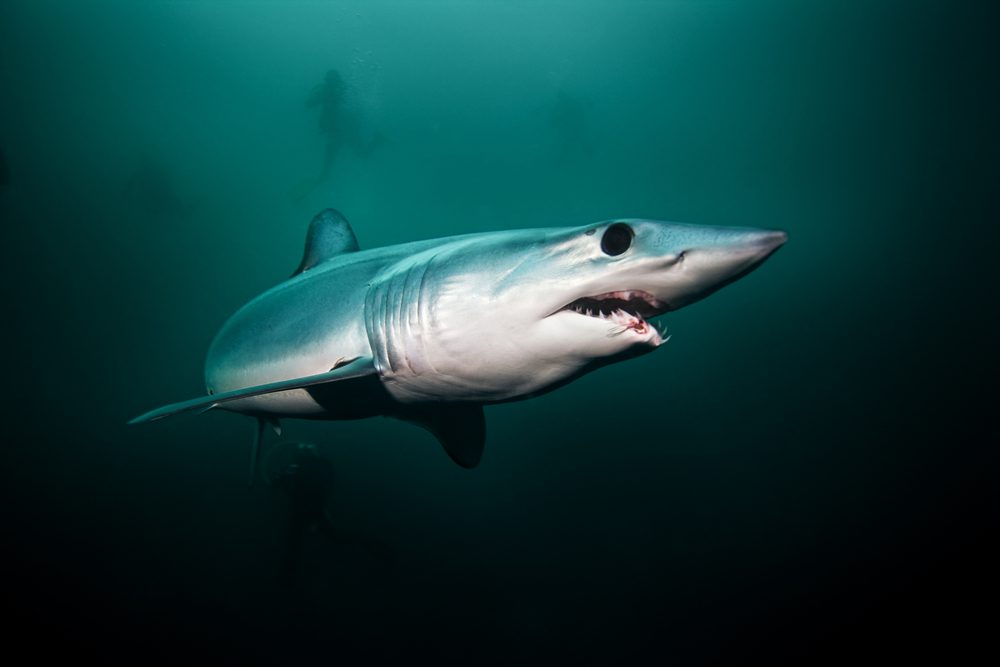 shark with human eyes