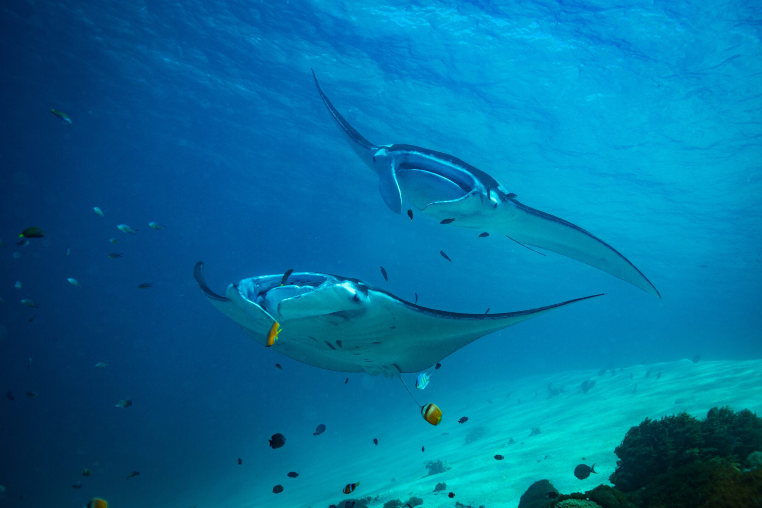 Manta ray brainpower blows other fish out of the water - Oceana