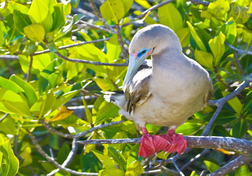 Red-Footed Booby - Facts, Diet, Habitat & Pictures on