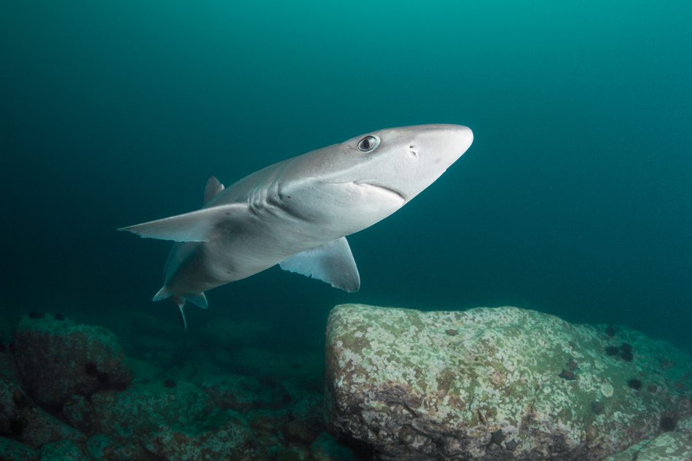 spiny-dogfish-oceana