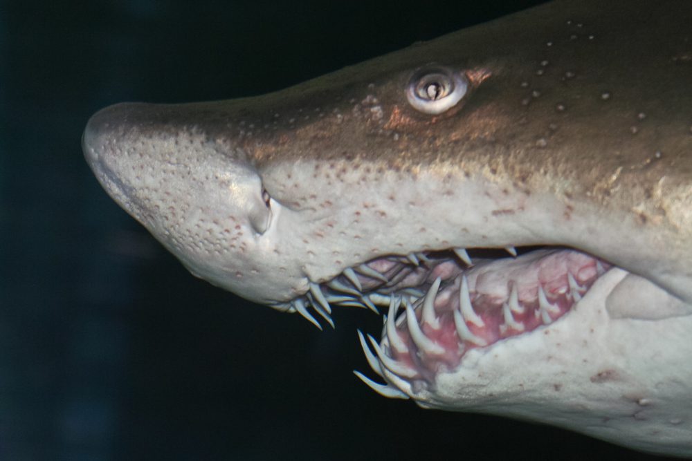 Angry Shark Fishing T-Shirt Men -Image by Shutterstock, Male Medium