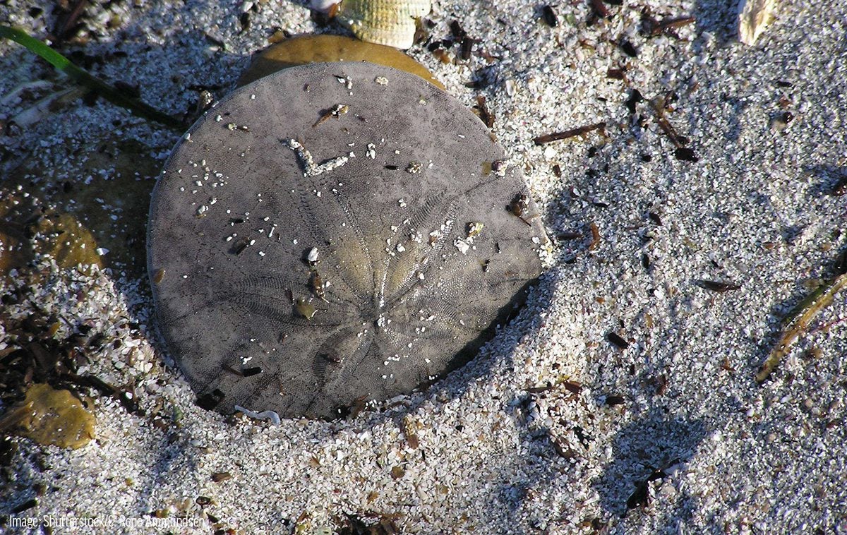 The Eccentric Sand Dollar is - Olympic National Park