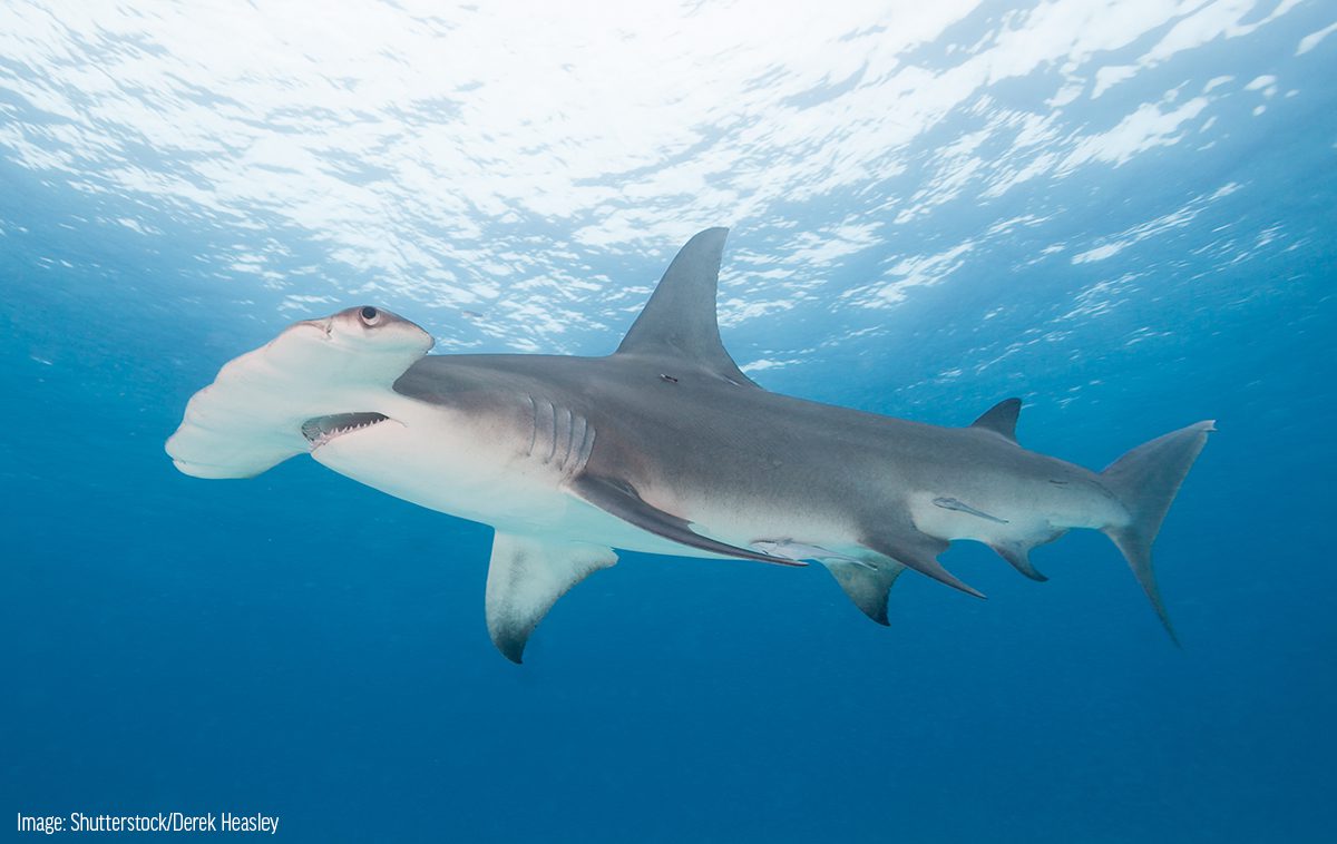 Interesting Facts About Hammerhead Sharks