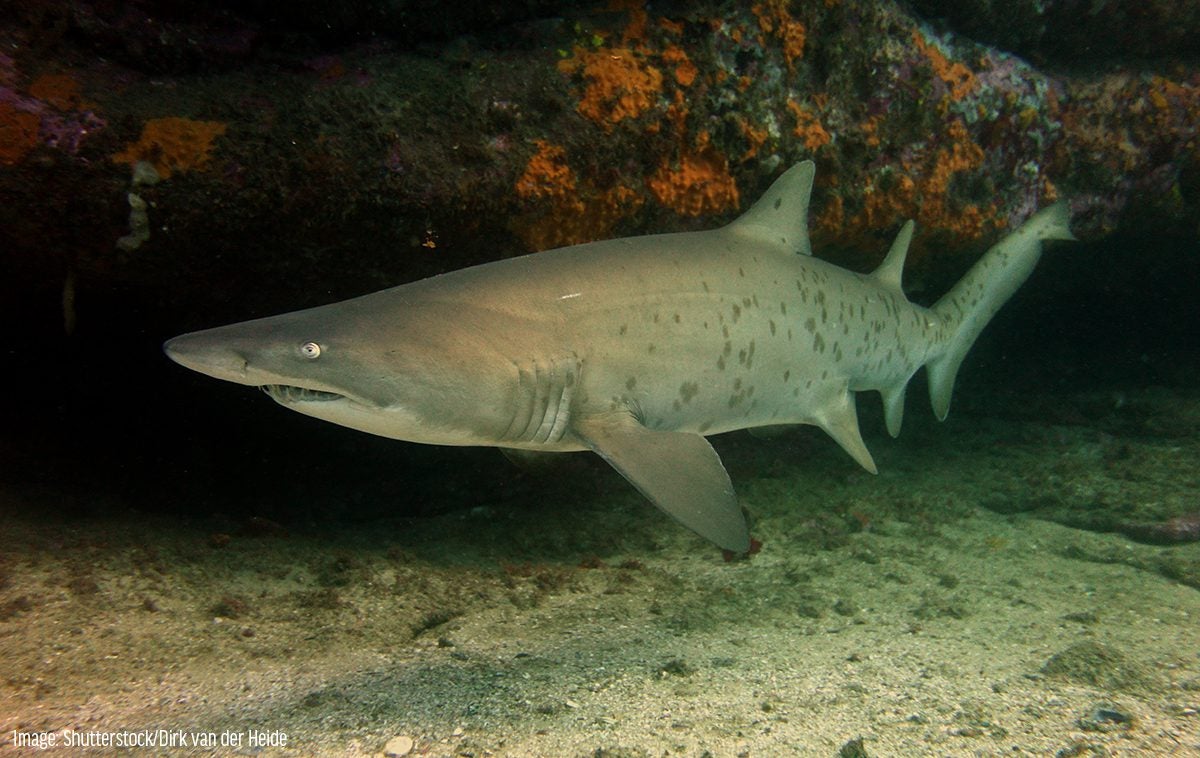 Sand Tiger Shark - Oceana