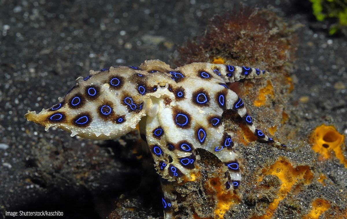 Bullyland Seaworld - Blue Ring Octopus - Playpolis