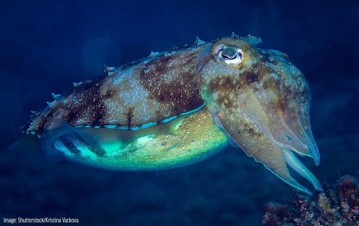Sepia latimanus - Broadclub Cuttlefish - Taxo4254 - Wiki.nus