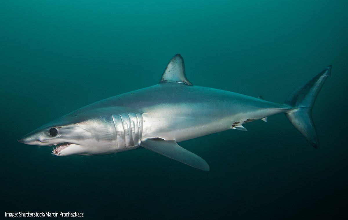 Great White Sharks Live As Long As Humans  Live Science