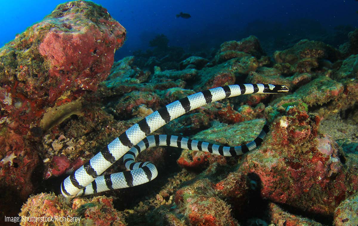 Banded Sea Snakes