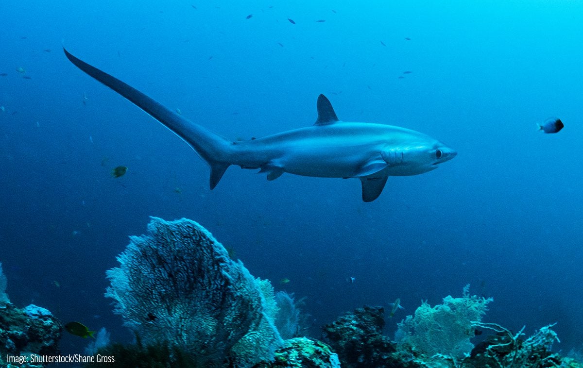 Pelagic Thresher Shark - Oceana