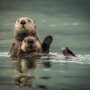 two otters swimming