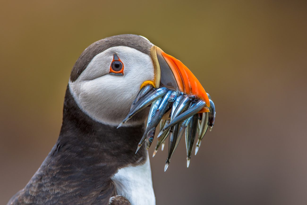 All You Need To Know About The Atlantic Puffins :: Expeditions Online