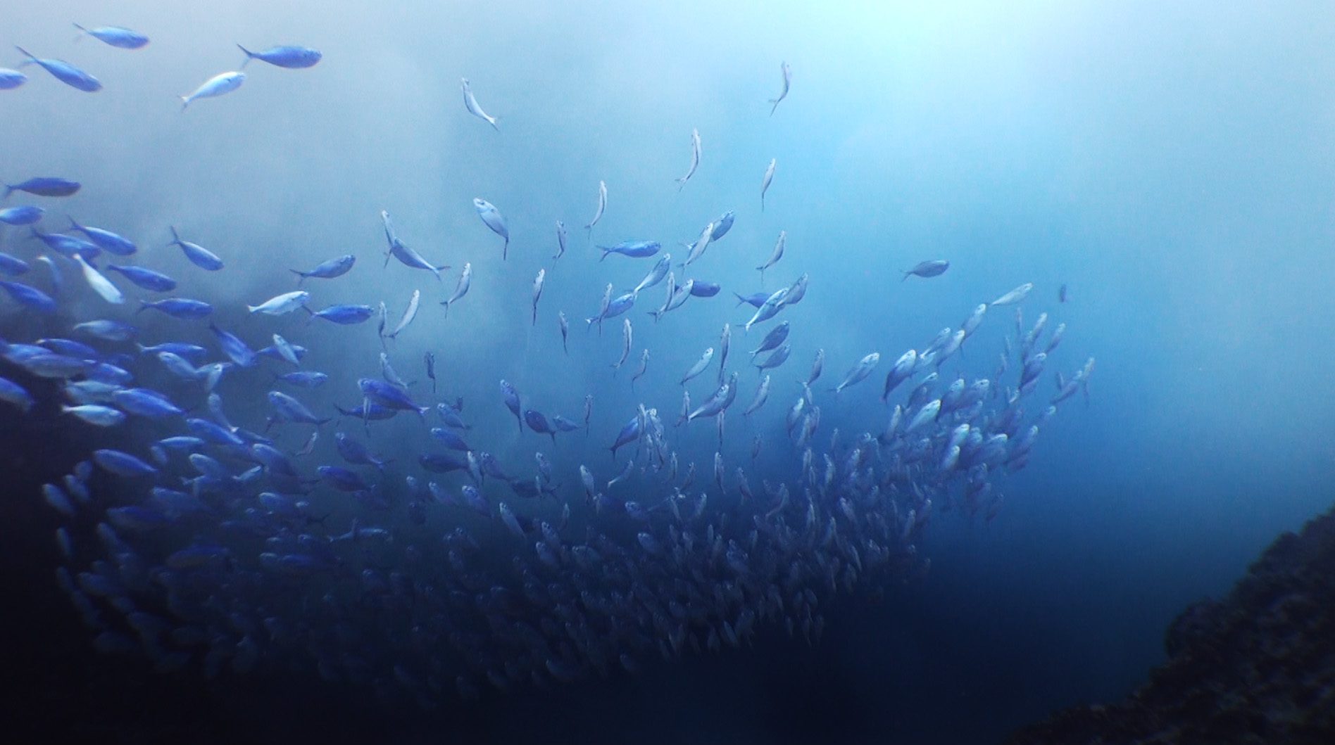 Watch: Upwelling is the secret ingredient to productive oceans - Oceana