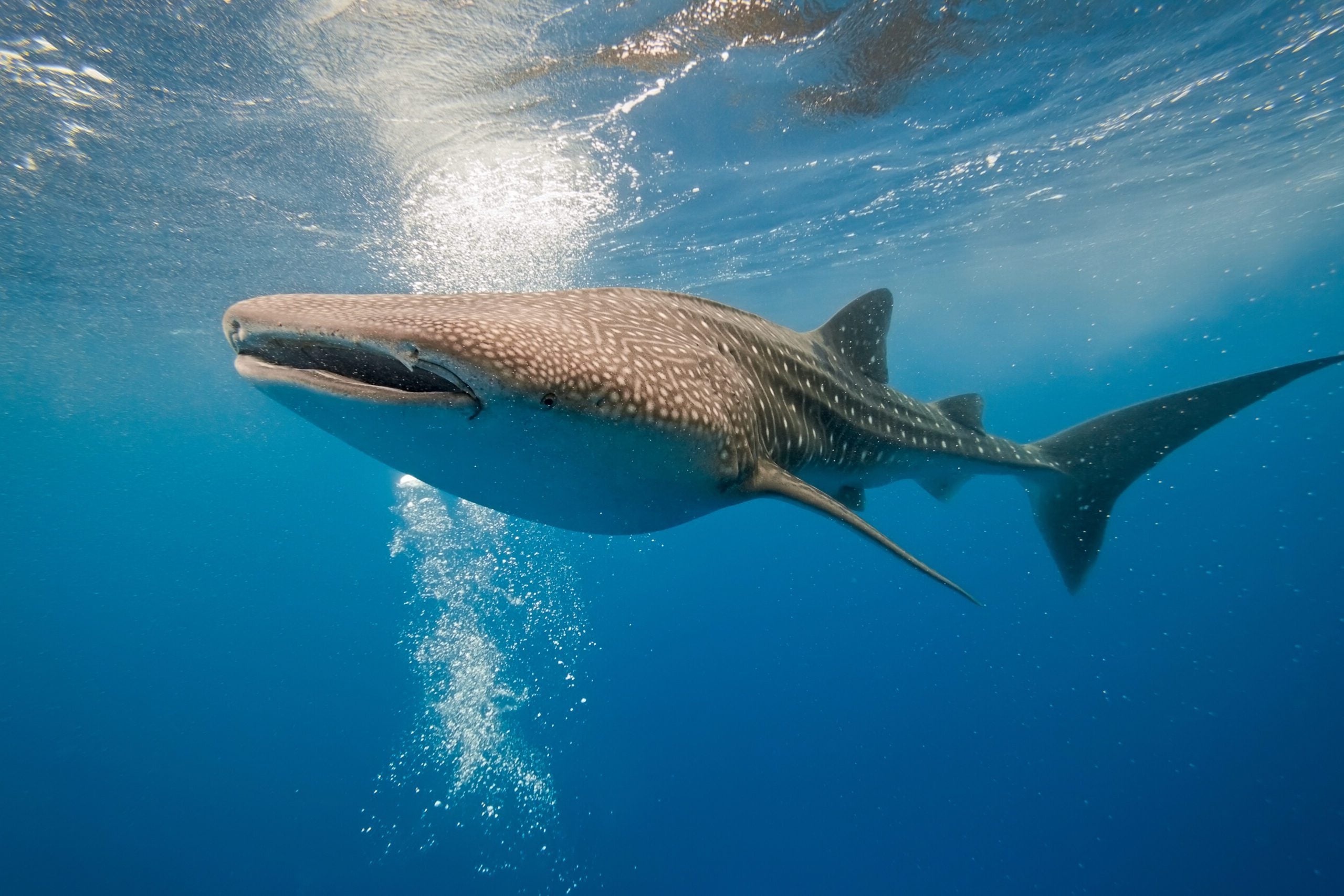 https://oceana.org/wp-content/uploads/sites/18/whale_shark_5-scaled-e1687880116758.jpg