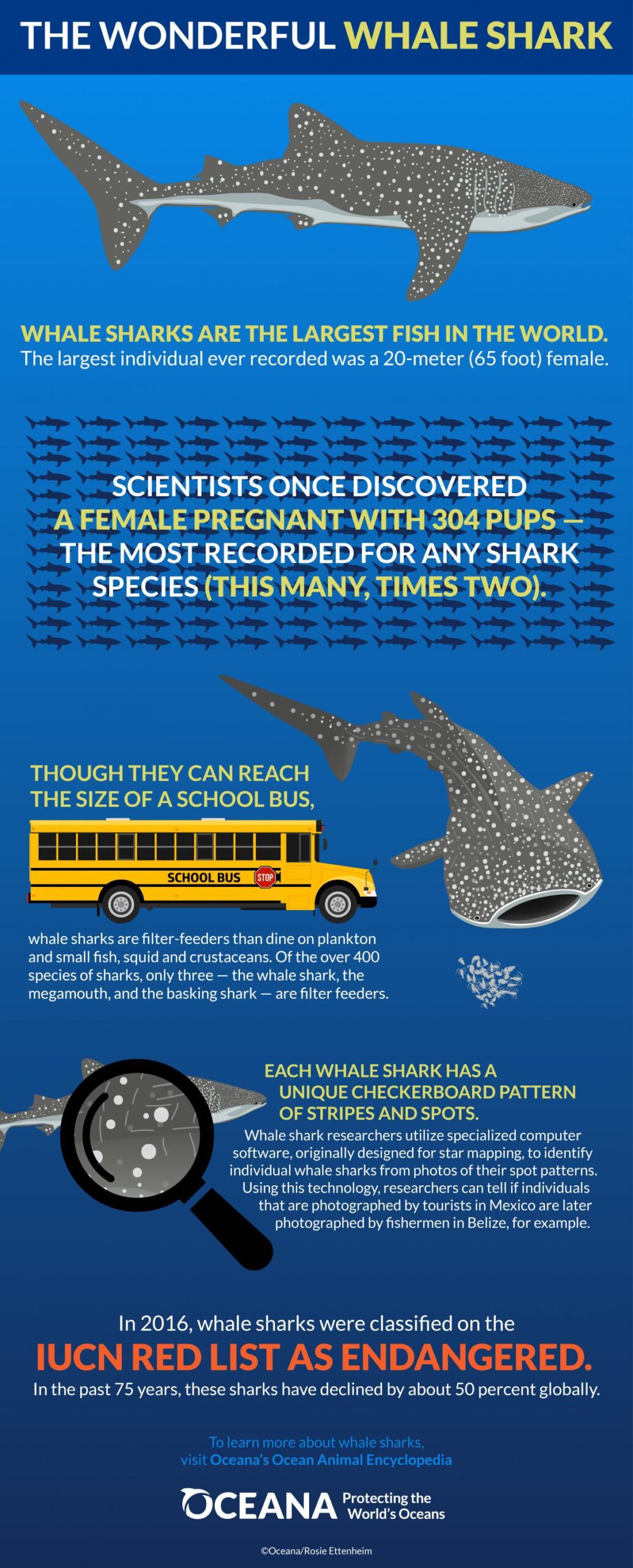 Infographic: The Gentle but Giant Whale Shark - Oceana