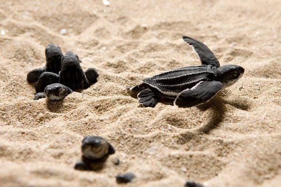 Photos: Help Save Sea Turtles with These Five Simple Steps - Oceana